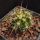 Echinocereus arizonicus Pinal/Gila Co., Arizona, USA