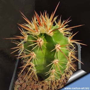 Echinocereus arizonicus Pinal/Gila Co., Arizona, USA