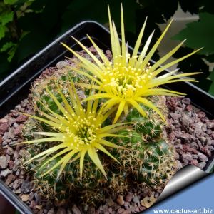 Lobivia cv. SHINSHOWA YELLOW (JP290)