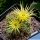 Lobivia cv. SHINSHOWA YELLOW (JP290)