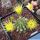 Lobivia cv. SHINSHOWA YELLOW (JP290)