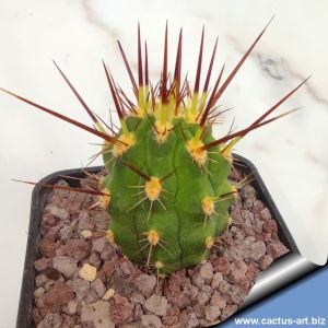 Eulychnia sp.