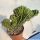 Euphorbia heterospina f. cristata