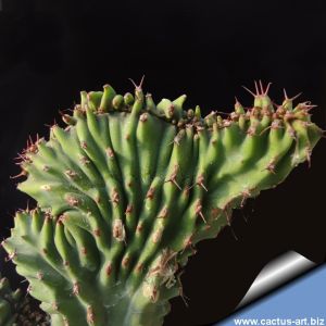 Euphorbia heterospina f. cristata