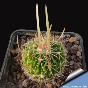 Echinofossulocactus dichroacanthus El Pedernal, San Luis Potosi, Mexico