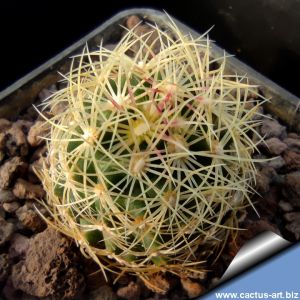 Thelocactus bicolor v. flavidispinus LZ78 Maraton, Texas, USA