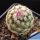 Echinocereus pectinatus f. albiflora Detras, Mexico (MAO366 catalogue number)