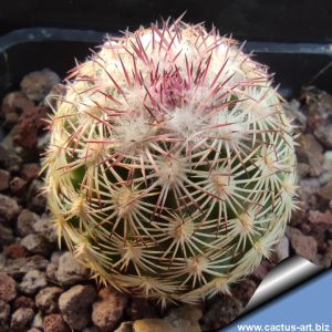 Echinocereus pectinatus f. albiflora Detras, Mexico (MAO366 catalogue number)