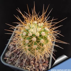 Echinocereus yavapayensis Yarnell, Arizona, USA