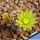 Echinocereus viridiflorus SB137 Bernalillo Co, New Mexico, USA