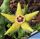 Orbea semota v. lutea