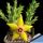 Orbea semota v. lutea