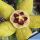 Orbea semota v. lutea