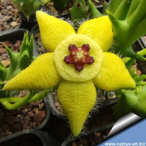 Orbea semota v. lutea
