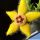 Orbea semota v. lutea