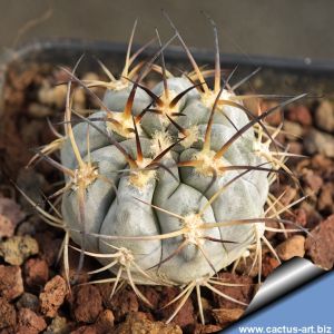 Acanthocalycium glaucum RMF632 Hualfin, Argentina