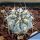 Acanthocalycium glaucum RMF632 Hualfin, Argentina