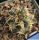 Acanthocalycium glaucum RMF632 Hualfin, Argentina