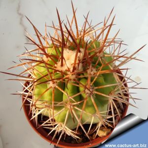 Copiapoa coquimbana v. deminuta KK1386 El Tigrillo, Chile, 100-400m