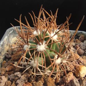 Pediocactus sileri RP118 Antelope Valley, Mohave, Arizona, USA 1380 m.