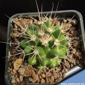 Mammillaria obscura