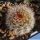 Lobivia haematantha v. densispina MN39 Purmamarca, 2650-2700m, Argentina
