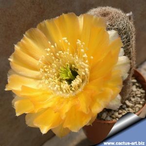 Lobivia haematantha v. densispina MN39 Purmamarca, 2650-2700m, Argentina