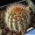 Lobivia haematantha v. densispina MN39 Purmamarca, 2650-2700m, Argentina