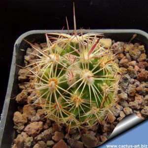 Coryphantha pseudoechinus IDD1057 Sierra La Paila, Coahuila, Mexico