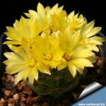 Mammillaria baumii San Vicente, Tamaulipas, Mexico