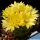 Mammillaria baumii San Vicente, Tamaulipas, Mexico