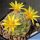 Mammillaria baumii San Vicente, Tamaulipas, Mexico