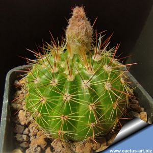 Notocactus megapotamicus v. vulgatus GF111