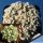 Astrophytum asterias cv. HANAZONO