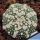 Astrophytum asterias cv. HANAZONO
