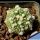 Astrophytum asterias cv. HANAZONO