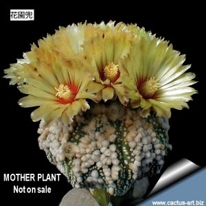 Astrophytum asterias cv. HANAZONO