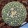 Astrophytum asterias cv. HANAZONO