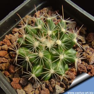 Escobaria missouriensis v. marstonii LZ812 Arizona Strip, Arizona, USA