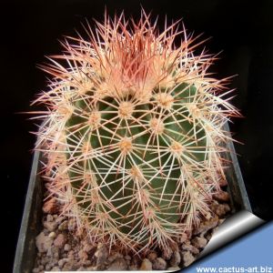 Echinocereus dasyacanthus SB253, Jarilla, Mts, New Mexico, USA
