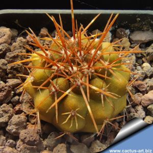 Copiapoa magnifica f. intermedia (amber spines form)