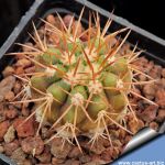 Copiapoa magnifica f. intermedia (amber spines form)