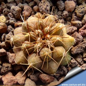 Copiapoa esmeraldana East Pan de Azucarl, Atacama, Chile