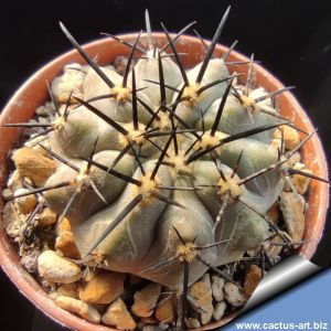 Copiapoa atacamensis
