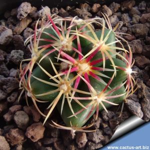 Thelocactus heterochromus Rodeo, Durango, Mexico