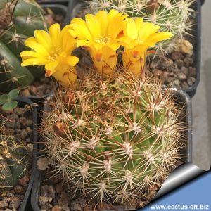 Weingartia pulquinensis