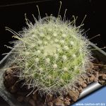 Mammillaria diguetii (Mamillopsis senilis)
