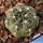 Gymnocalycium uebelmannianum CH1131 Pampa de la Viuda, La Rioja, Argentina