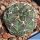 Gymnocalycium uebelmannianum CH1131 Pampa de la Viuda, La Rioja, Argentina