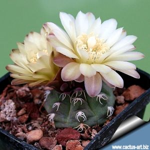 Gymnocalycium uebelmannianum CH1131 Pampa de la Viuda, La Rioja, Argentina